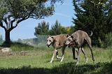 GREYHOUND 113